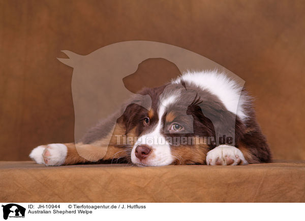 Australian Shepherd Welpe / Australian Shepherd Puppy / JH-10944