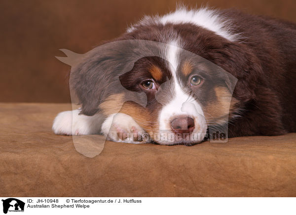 Australian Shepherd Welpe / Australian Shepherd Puppy / JH-10948