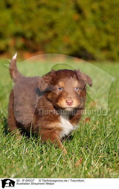 Australian Shepherd Welpe / IF-06537