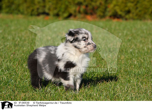 Australian Shepherd Welpe / Australian Shepherd Puppy / IF-06539