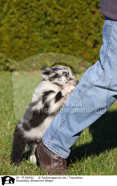Australian Shepherd Welpe / Australian Shepherd Puppy / IF-06542