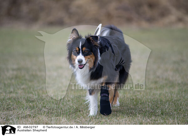 Australian Shepherd / Australian Shepherd / AM-02797