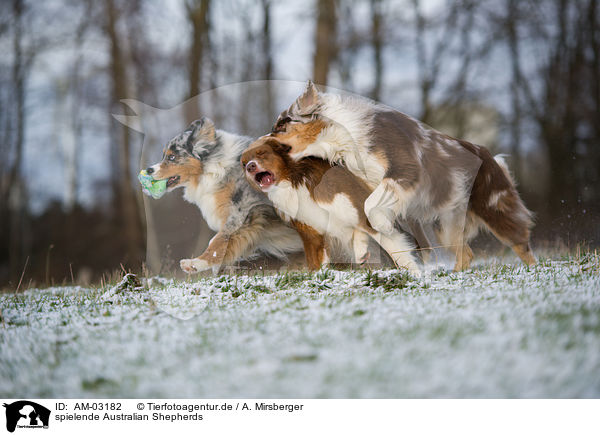spielende Australian Shepherds / playing Australian Shepherds / AM-03182