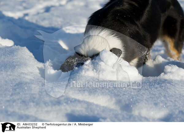 Australian Shepherd / Australian Shepherd / AM-03232