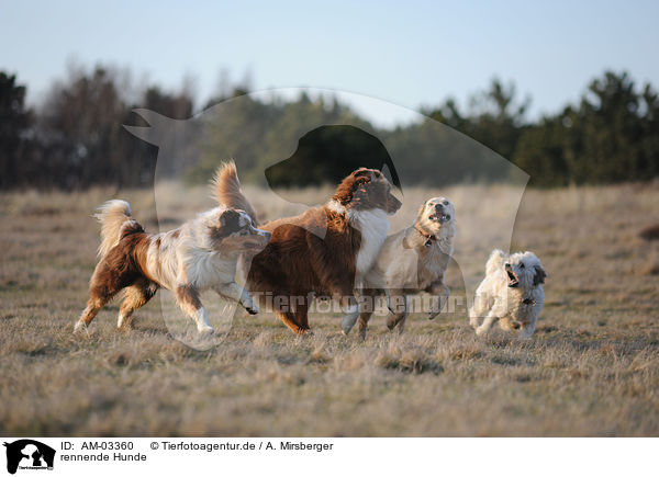 rennende Hunde / running dogs / AM-03360