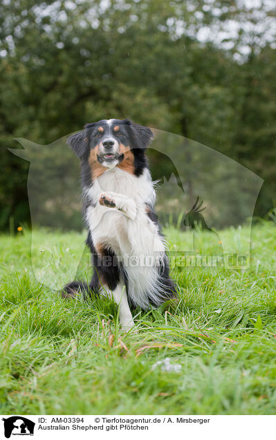 Australian Shepherd gibt Pftchen / AM-03394