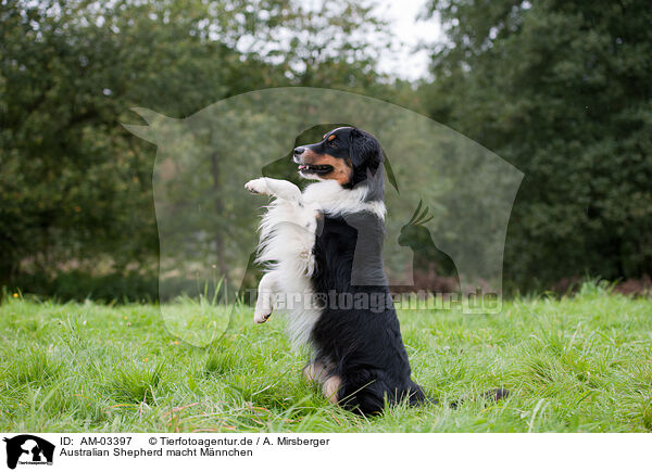 Australian Shepherd macht Mnnchen / Australian Shepherd shows trick / AM-03397