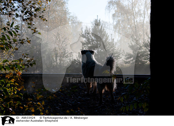 stehender Australian Shepherd / AM-03424