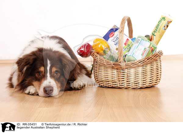 liegender Australian Shepherd / lying Australian Shepherd / RR-35451