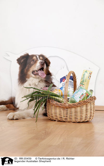 liegender Australian Shepherd / lying Australian Shepherd / RR-35459