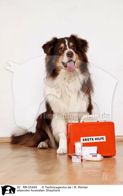 sitzender Australian Shepherd / sitting Australian Shepherd / RR-35484