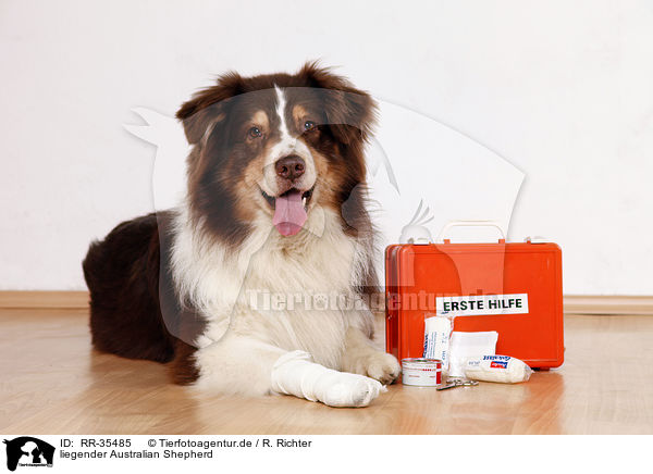 liegender Australian Shepherd / lying Australian Shepherd / RR-35485