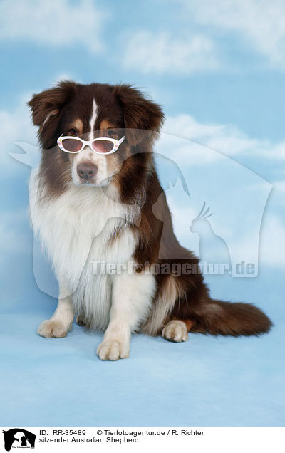 sitzender Australian Shepherd / sitting Australian Shepherd / RR-35489