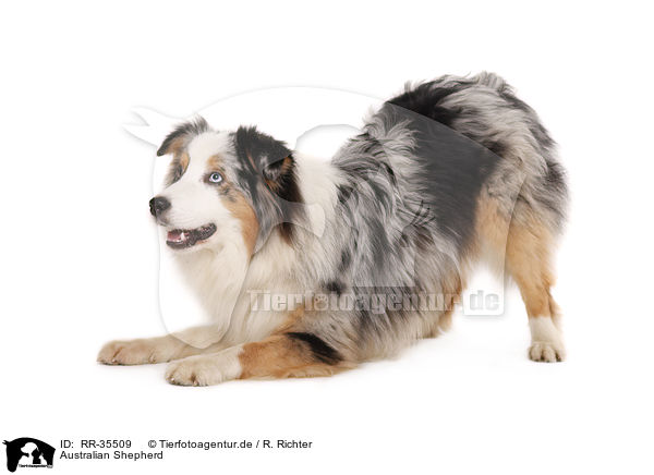 Australian Shepherd / Australian Shepherd / RR-35509