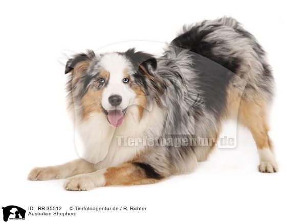 Australian Shepherd / Australian Shepherd / RR-35512