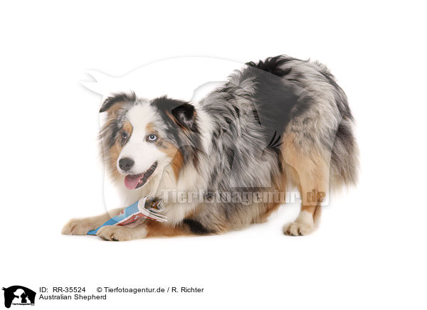 Australian Shepherd / Australian Shepherd / RR-35524
