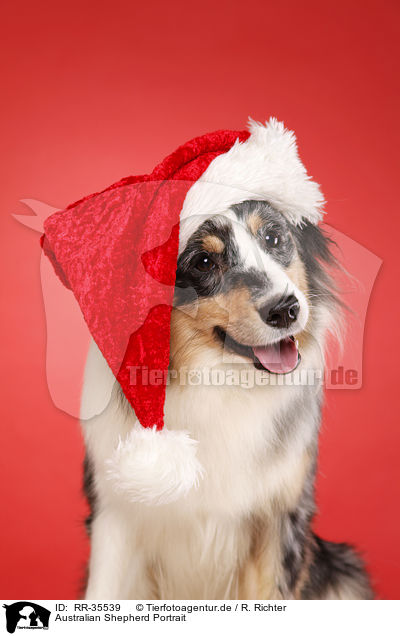 Australian Shepherd Portrait / RR-35539