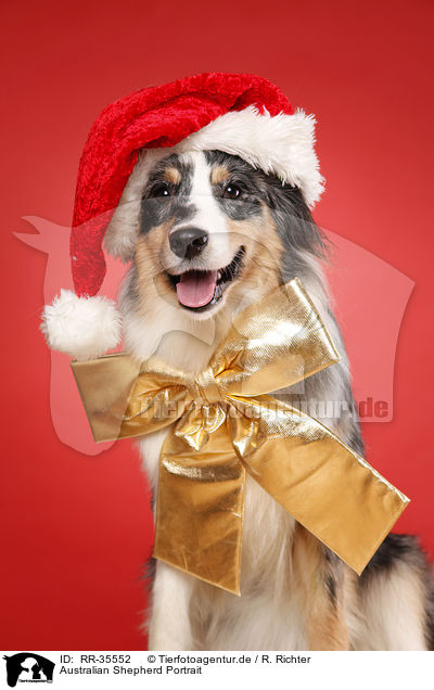 Australian Shepherd Portrait / RR-35552