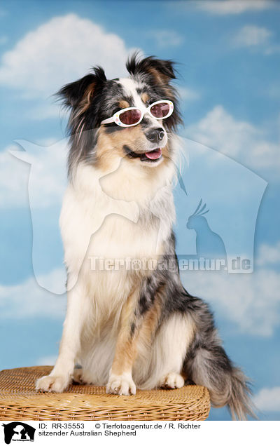 sitzender Australian Shepherd / RR-35553