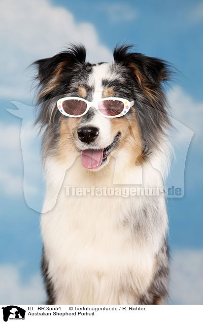 Australian Shepherd Portrait / RR-35554