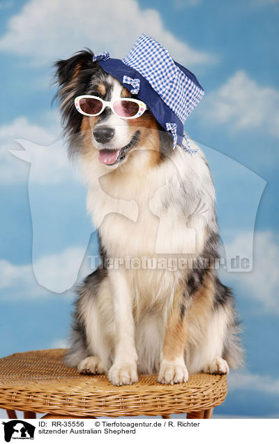 sitzender Australian Shepherd / RR-35556