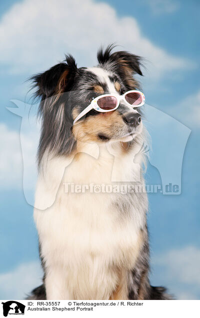 Australian Shepherd Portrait / RR-35557