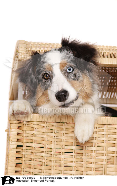Australian Shepherd Portrait / RR-35592