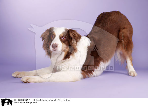Australian Shepherd / Australian Shepherd / RR-35617