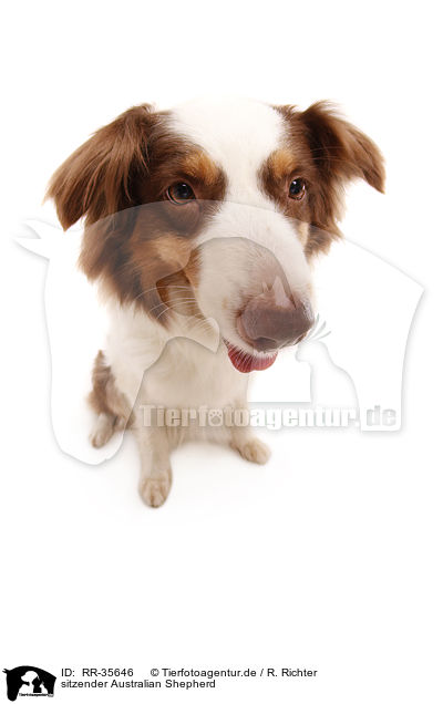 sitzender Australian Shepherd / sitting Australian Shepherd / RR-35646