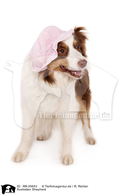 Australian Shepherd / RR-35653