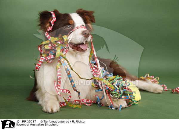 liegender Australian Shepherd / lying Australian Shepherd / RR-35687