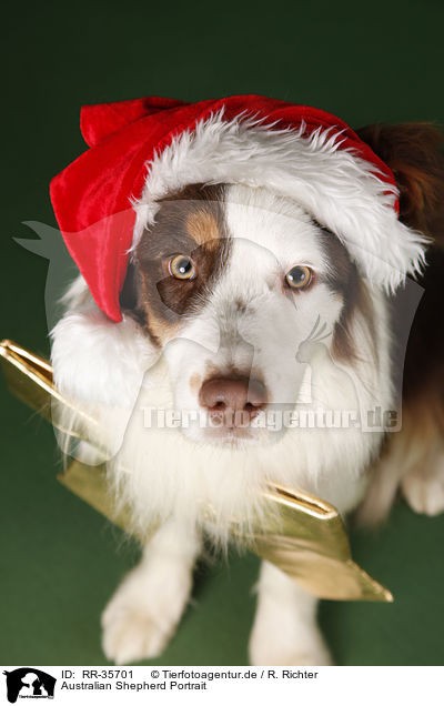 Australian Shepherd Portrait / RR-35701