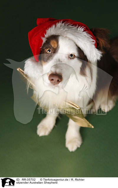 sitzender Australian Shepherd / RR-35702