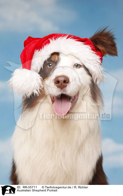 Australian Shepherd Portrait / RR-35711