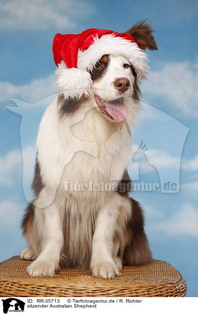 sitzender Australian Shepherd / sitting Australian Shepherd / RR-35713