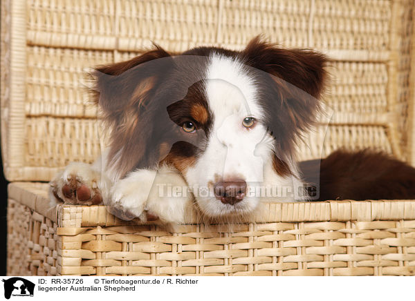 liegender Australian Shepherd / lying Australian Shepherd / RR-35726