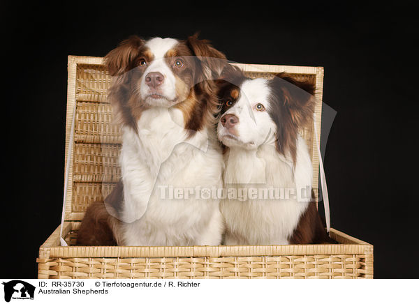 Australian Shepherds / Australian Shepherds / RR-35730