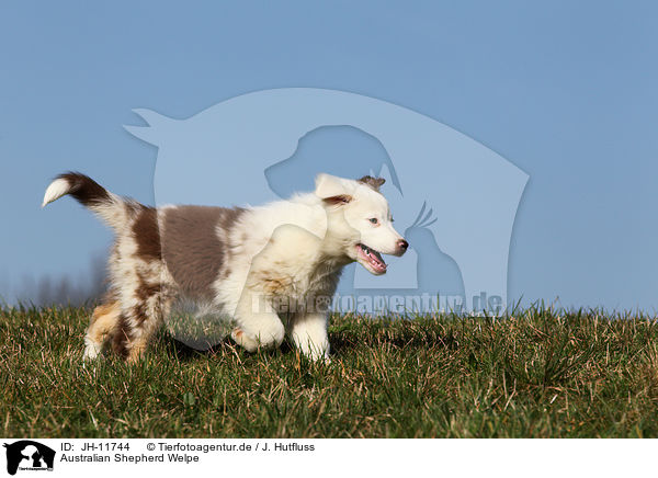 Australian Shepherd Welpe / Australian Shepherd puppy / JH-11744