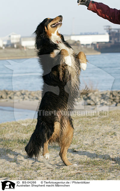 Australian Shepherd macht Mnnchen / BS-04266