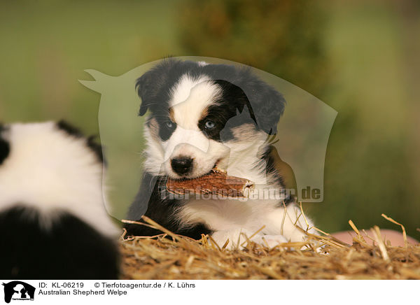Australian Shepherd Welpe / Australian Shepherd Puppy / KL-06219