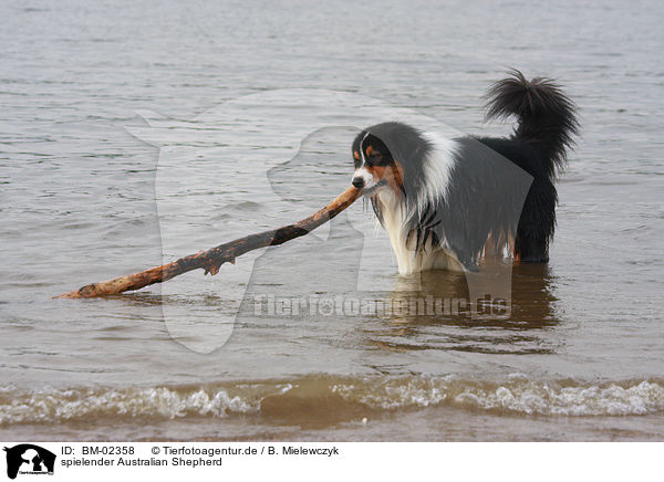 spielender Australian Shepherd / playing Australian Shepherd / BM-02358