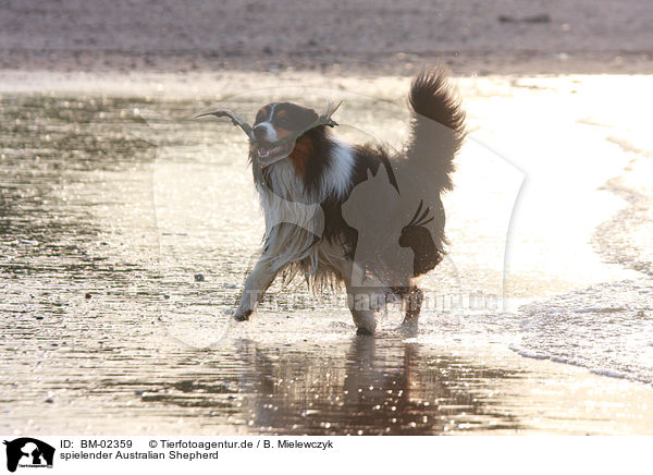 spielender Australian Shepherd / playing Australian Shepherd / BM-02359