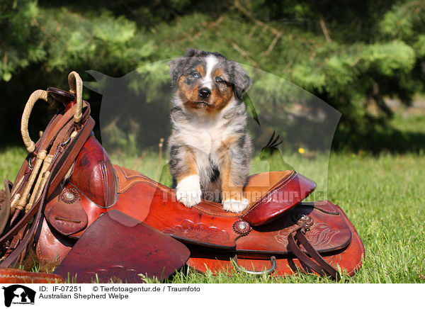 Australian Shepherd Welpe / Australian Shepherd Puppy / IF-07251