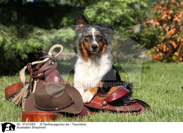 Australian Shepherd / Australian Shepherd / IF-07265