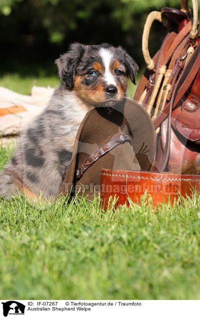 Australian Shepherd Welpe / Australian Shepherd Puppy / IF-07267