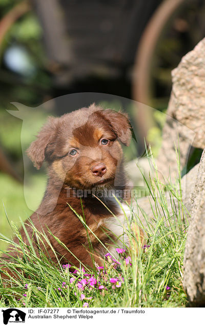 Australian Shepherd Welpe / IF-07277