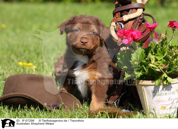 Australian Shepherd Welpe / IF-07296