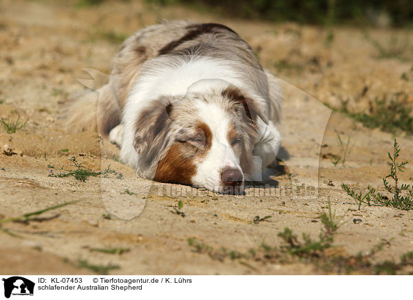 schlafender Australian Shepherd / sleeping Australian Shepherd / KL-07453
