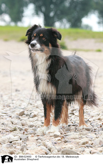 Australian Shepherd / Australian Shepherd / BM-02460