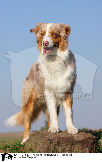 Australian Shepherd / Australian Shepherd / IF-07867